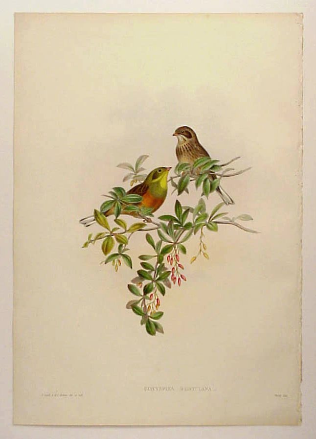 オークション “ザ・コノサーズ” ／ Lot2934 博物画 ジョン・グールド 『イギリス鳥類図譜』シリーズより 『ズアオホオジロ／ホオジロ科』（版画）  額付き １８６２～１８７３年